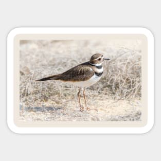 Single Killdeer Sticker